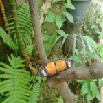 IMG-20240309-WA0020
